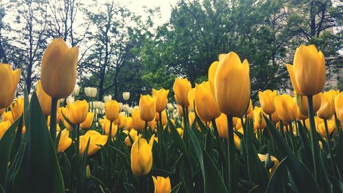 Close-up of yellow tulips on field