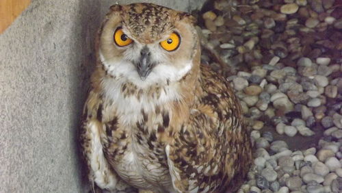 Close-up portrait of owl