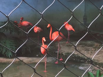 fence