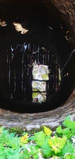 High angle view of fresh green plants in water