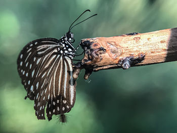 Close-up of butterfly