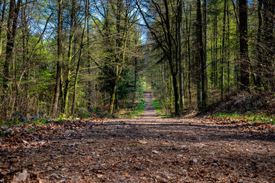 Dirt road amidst trees in forest