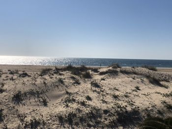 Scenic view of beach against clear sky