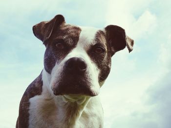 Close-up portrait of dog against sky