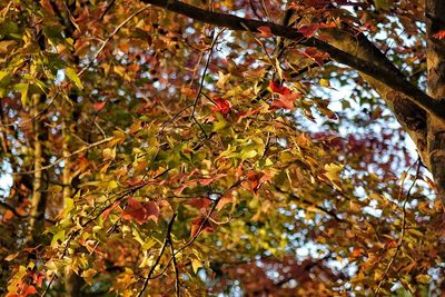 Low angle view of tree during autumn