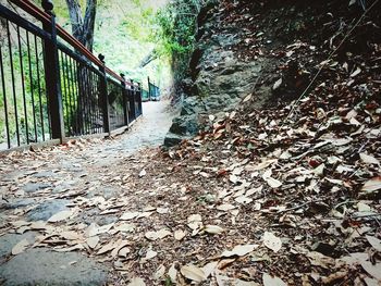 Dry leaves on footpath in forest