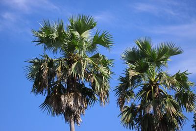 Low angle view of coconut palm tree against blue sky