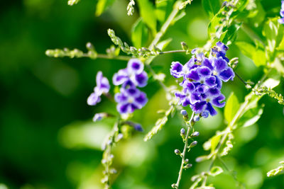 Close-up of purple flowers