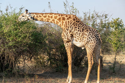 Giraffes on field