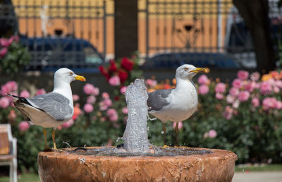 Bird perching on a fountain