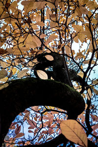 Low angle view of tree against sky