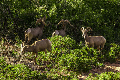 Sheep standing by plants