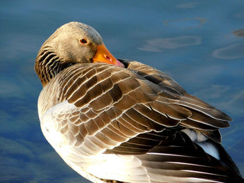 Close-up of bird against sky