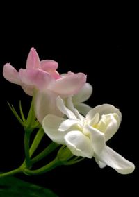 Close-up of white flower over black background