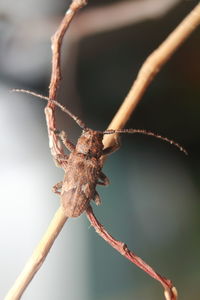 Close-up of dried plant on branch