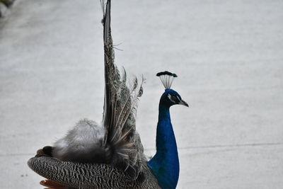 Close-up of a bird against blurred background