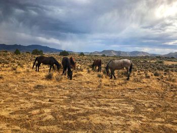 Passed by these beautiful horses while we were out 4 wheeling.