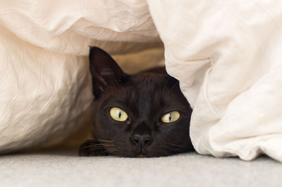 Close-up of black cat hiding