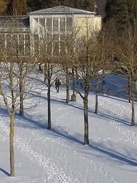 Trees in snow