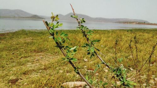 Plants growing on field against sky