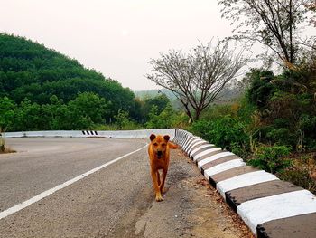 Dog sitting on road amidst trees against sky
