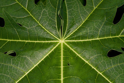 High angle view of green leaf