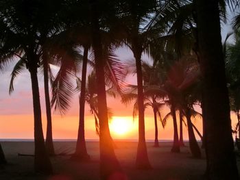 Silhouette palm trees at beach during sunset