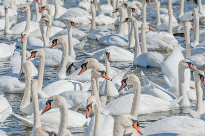 View of swans swimming in lake