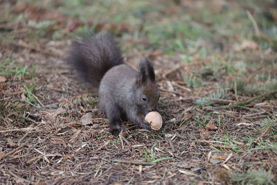 Close-up of squirrel on field