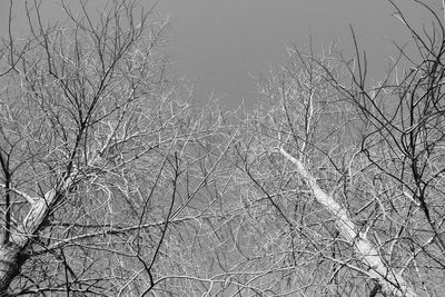 Bare trees against sky