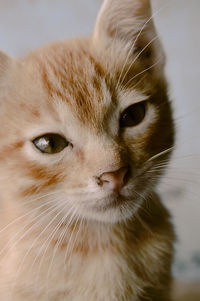 Close-up portrait of cat