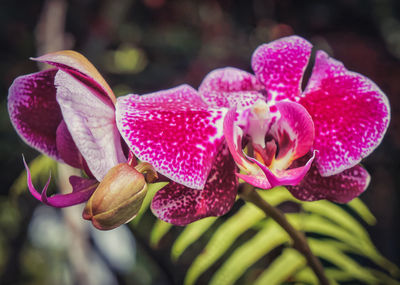 Close-up of pink orchids