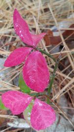 Close-up of pink plant