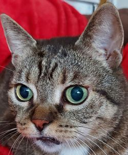 Close-up portrait of a cat