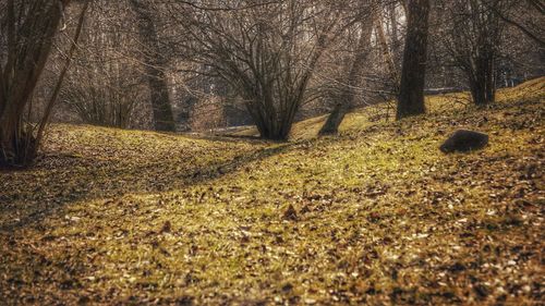 View of bare trees in forest