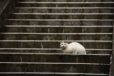 Portrait of cat looking down on staircase