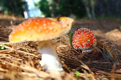 Close-up of fly agaric mushroom on field