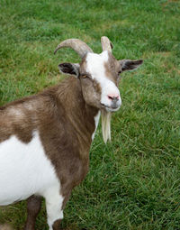 Portrait of a goat in field