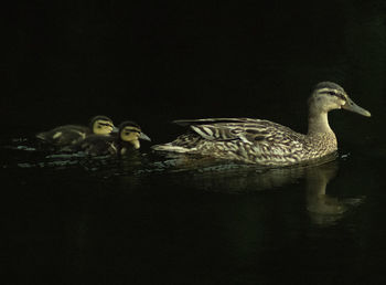 View of duck swimming in lake