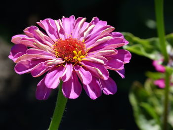 Close-up of pink flower