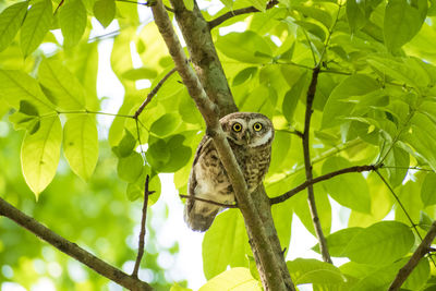 Low angle view of lizard on tree