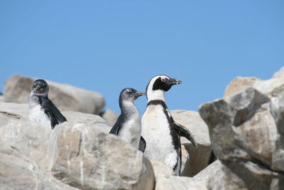 Low angle view of birds on rock against clear sky