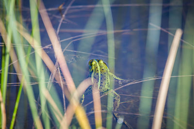 Close-up of bird on grass