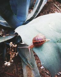 Close-up of snail