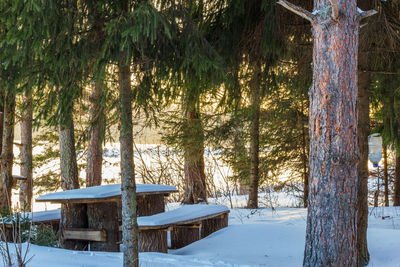 Trees in forest during winter