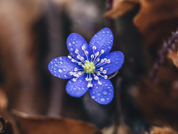 Close-up of purple flowering plant