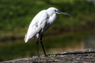 Close-up of gray heron perching on rock by lake