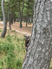 View of a tree trunk