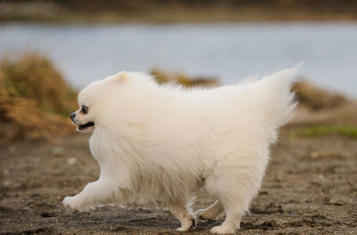 Close-up side view of a dog