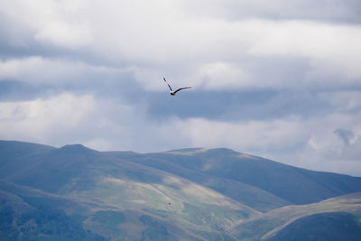 Low angle view of bird flying in sky